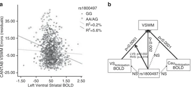 Figure 3(a) rs1800497make more errors on a working memory (WM) ( � ventral striatum (VS) blood oxygenation level dependent (BOLD) interaction suggesting that individuals carrying the A-alleler ¼ � 0.24, po0.0001, r2 ¼ 5.6%) when they have reduced VS BOLD d