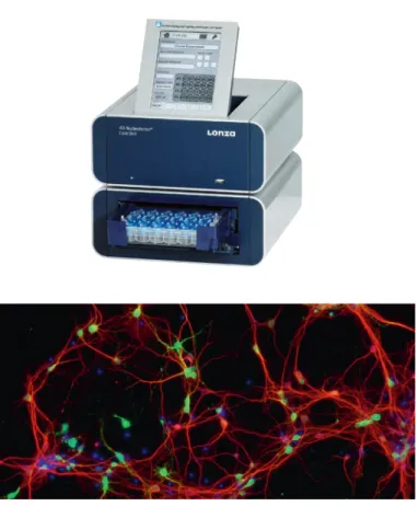 Figure 7. Efficient adherent Nucleofection of neurons in 24-well culture plates. Mouse  cortical neu rons were seeded into poly-D-lysine coated 24-well plates (1 x 10 5  cells/well)