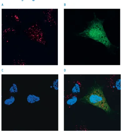 Figure 2. Normal human dermal fibroblasts (neonatal) were transfected with 2.5 μg   TMR-labeled plasmid DNA encoding eGFP