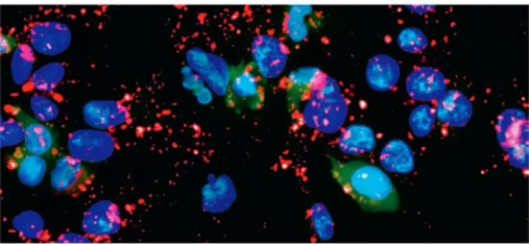 Figure 3. Overview about transfection efficiencies achieved by Nucleofection for various  primary cells and stem cells.