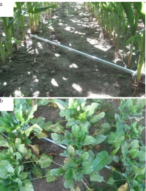 Fig. 4. Example of a below-canopy probe position in: a – a maize crop and b – a beet crop.