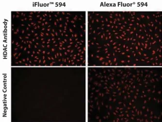 Figure 3.9  The excitation and emission spectra of iFluor™ 594 Goat Anti- Anti-Rabbit IgG conjugate (Cat# 16628) in PBS buffer (pH 7.2).