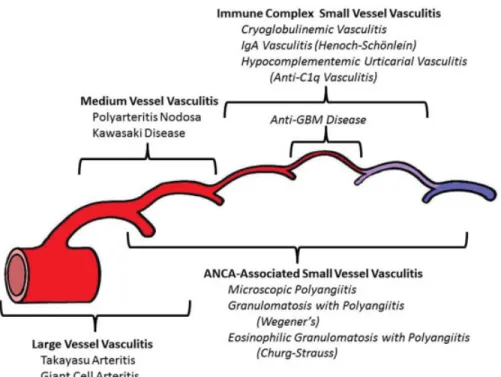 Figure 2. Distribution of vessel involvement by large vessel vasculitis, medium vessel vasculitis, and small vessel vasculitis