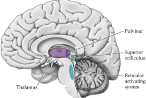 Figure	 6.	 Dorsal	 Attention	 Network	 (DAN)	 and	 Ventral	 Attention	 Network	 (VAN).	 DAN	 play	 role	 in	 top-down	 attention,	and	includes	regions	such	as	Frontal	Eye	Field	(FEF)	 and	 Intraparietal	 Sulcus	 (IPS).	 VAN	 play	 role	 in	 bottom-up	 att