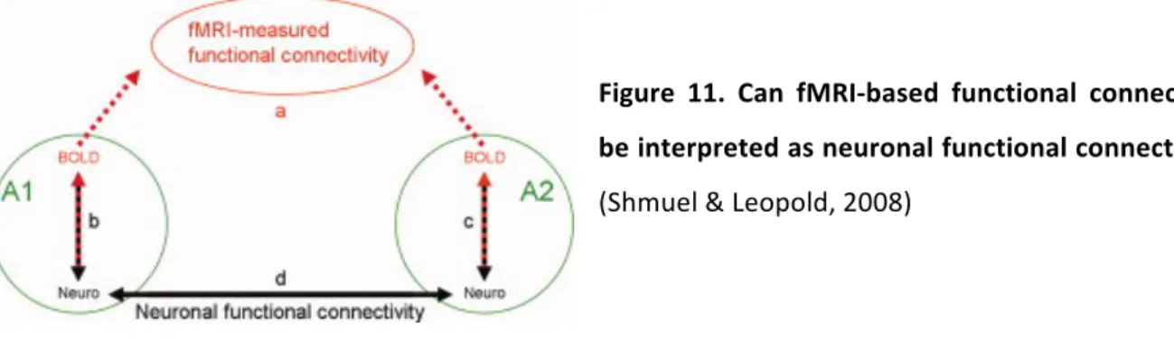 Figure	 11.	 Can	 fMRI-based	 functional	 connectivity	 be	interpreted	as	neuronal	functional	connectivity?	 (Shmuel	&amp;	Leopold,	2008)	 	 	 Much	less	is	known	about	the	origin	of	fMRI	connectivity	with	neuronal	signal	(Shmuel	&amp;	Leopold,	 2008).	Few	