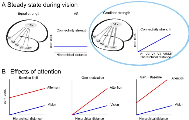 Figure 1. Hypothesis. (A) During visual processing, the connectivity between DAN and the  visual hierarchy (VIS) may have equal strength across the visual hierarchy, or it may be  dominated by a gradient