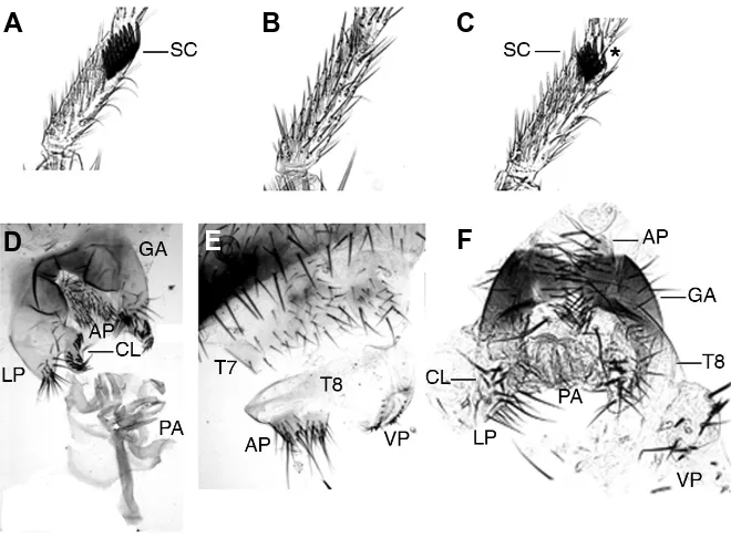 Fig. 1. Morphological analysis of Aotra transgenic Drosophila flies. (A,D) Wild type male.plates; CL, claspers; GA, genital arch; LP, lateral plates, PA, penis apparatus comprising penisof the sex comb size and the intersex nature of the distal bristle (as