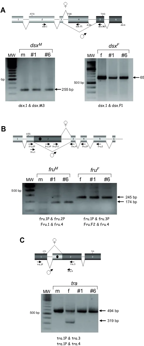 Fig. 3. Expression of dsxF (A), fruF (B) and tra (C) mRNAs in Aotratransgenic Drosophila XY flies