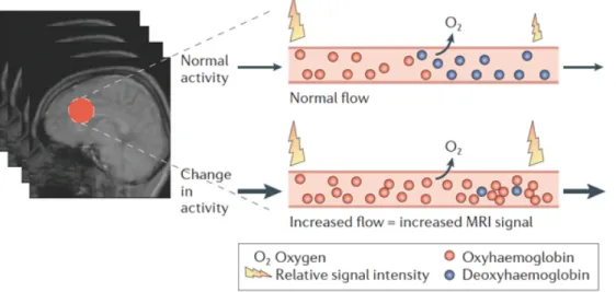 Figure 1 – The BOLD-signal. When there is a change of activity in a certain brain region, more oxygenated  blood is shunted to the area and thus changing the ratio of oxygenated/deoxygenated blood leading to an MRI  signal intensity change