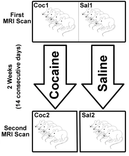 Figure 5 – A schematic view of the longitudinal design in paper IV. Twenty naïve rats were scanned in the  MRI camera and then randomly divided into two different treatment groups with ten individuals in each group  (Coc1 and Sal1)