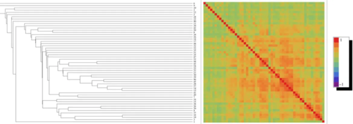 Figure 1.  Dendrogram and correlation matrix for the average brain, induced by the dissimilarity measure 