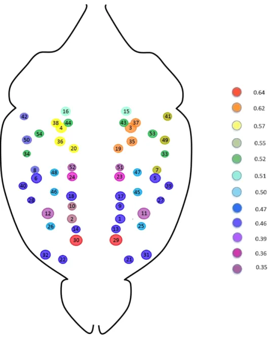 Figure 6.  Result of the MSF algorithm mapped into the average mouse brain areas. The algorithm works by  first sorting the observed correlations in decreasing order and then linking pairs of areas sequentially, with the  only limitation that each new link