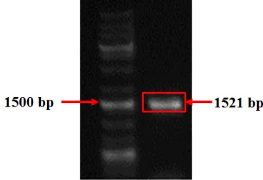 Fig. 10 PCR colony analysis of P. pastoris transforman  