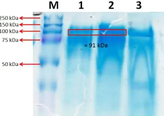 Fig. 11 Confocal microscopy of transformed and non transformed  pastoristransformed cells as control; B: transformed cells show fluorescene on the surface cell