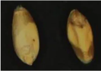 Fig. 1. Bug-damaged wheat specimens.