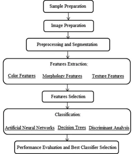 Fig. 2. Proposed algorithm for the classification of wheat.