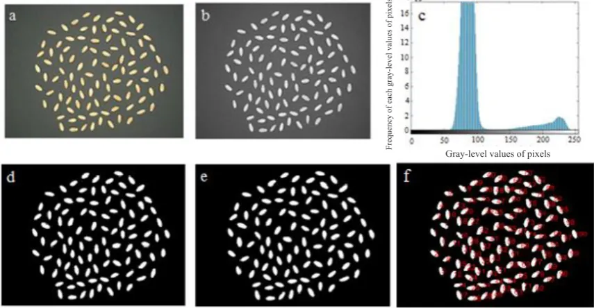 Fig. 3d shows the image of grains after removing the back-