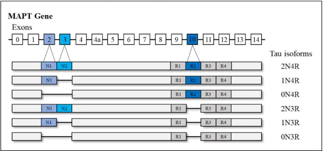 Figure 2 - The human microtubule-associated tau protein (MAPT) gene and its isoforms. Representation of the  six isoforms of the tau protein produced by alternative splicing of exon 2  ,γ, and 10 is illustrated