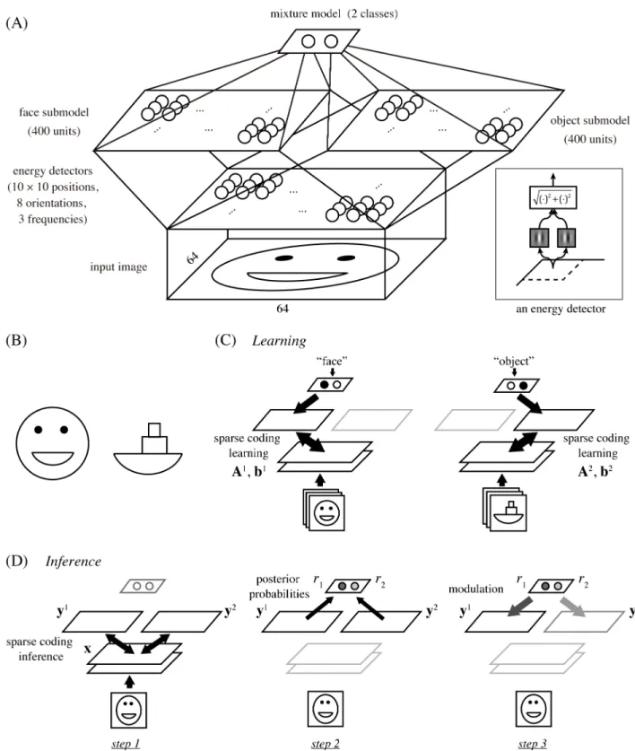 Fig 1. (A) The architecture of our hierarchical model. It starts with an energy detector bank and proceeds to two sparse coding submodels for faces and objects, which are then combined into a mixture model