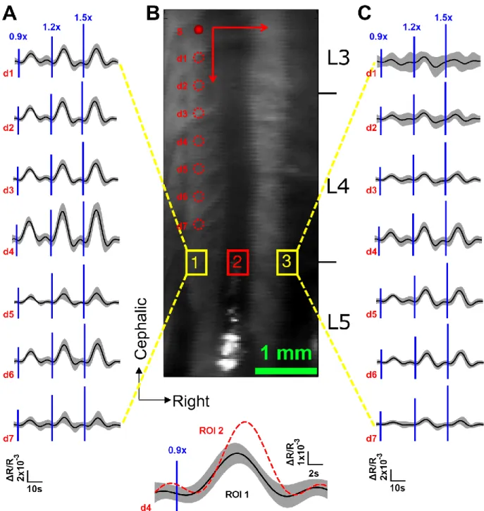 Figure 2-6: LOT hemodynamic response evoked by left hind paw stimulus intensity at 0.9× , 1.2× 
