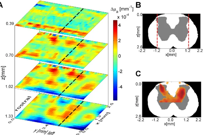 Figure  2-8:  (A)  3D  map  of  neural  activation  in  the  spinal  cord  induced  by  left  hind  paw  stimulation at the 0.9× muscle threshold