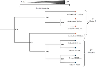 Fig. 8. Cluster analysis of DGGE profiles. The unweighted pair group method with arithmetic averages (UPGMA) dendrogram illus-trating the similarity of soil samples under conventional (CT) and reduced (RT) tillage, and how soil microbial functional diversi