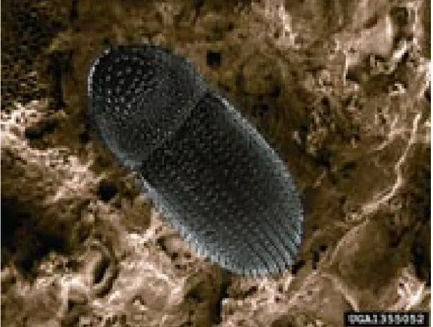 Figure 1: Adult Coffee berry borer. 