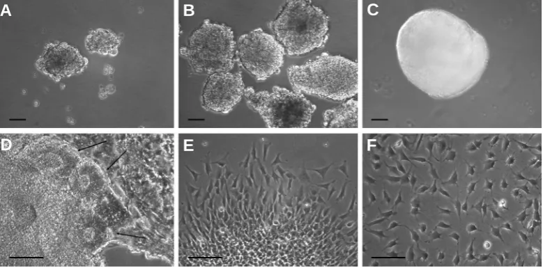 Fig. 1. Differentiation and isola-A,B,C, 50 ronal rosettes. N2 supplementation for 8 days