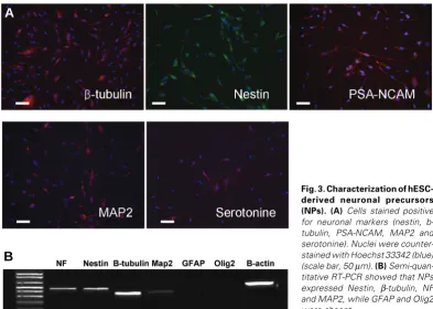 Fig. 3. Characterization of hESC-(scale bar, 50 stained with Hoechst 33342 (blue)serotonine)