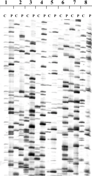 Figure 1. DNA fingerprints of Cephalonomia stephanoderis Betrem (C) and Prorops nasuta Waterston (P) generated with eight primer combinations (1 to 8) through AFLPs.