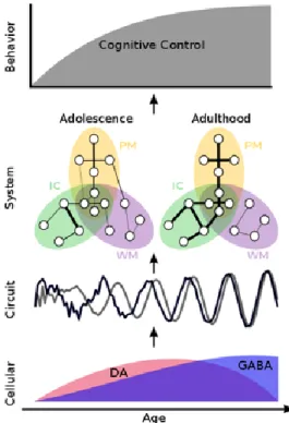 Figure 2. A model of the maturation of cognitive control.  