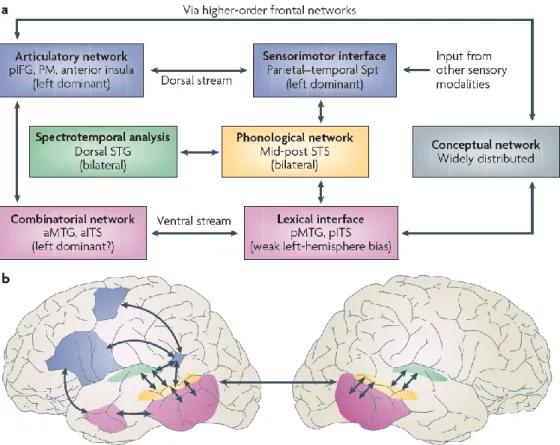 Figure 1: Dual stream model for speech processing (from Hickok &amp; Poeppel, 2007, p