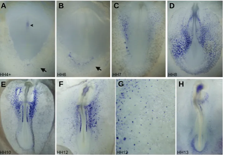 Fig. 1. Whole-mount in situ hybridization