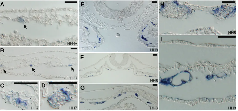 Fig. 2. lateral blood island clusters, most Fig.1A. Arrow indicates very weak expression of normally give rise to both blood cells and endothelial cells, whereas blood islands in more medial regions give rise only to endothelial cells