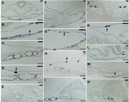 Fig. 3. endocardia are strongly positive for of the HH12 embryo shown in Fig.1F. reduced expression