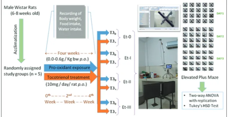 Fig. 1: Schematic representation of experimental protocol and methods employed. T3: Tocotrienol, Et: Ethanol