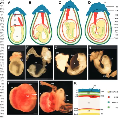 Fig. 4. Appearance of extraembryonic