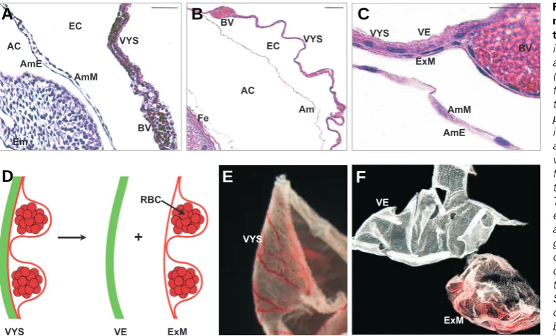 Fig. 5. Appearance of mouse am-