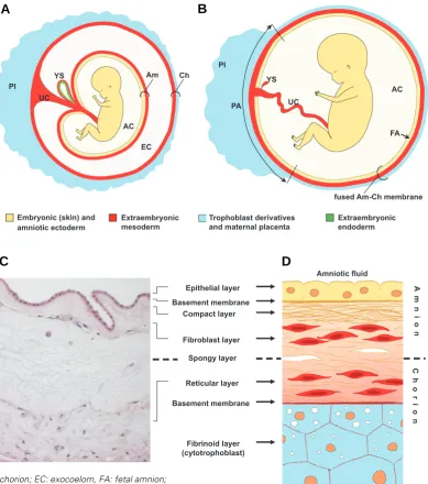 Fig. 1. Appearance of term fetal