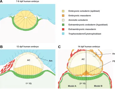 Fig. 2. Schematic representation of early stages of human amnion development. (A) Transverse sectionrepresented