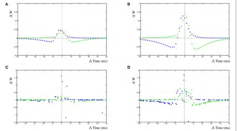 FIGURE 6 | Change in EPSP shape during development of two competing synapses. (A) STDP curves for relative shorter EPSP shape, comparable to adult, without noise