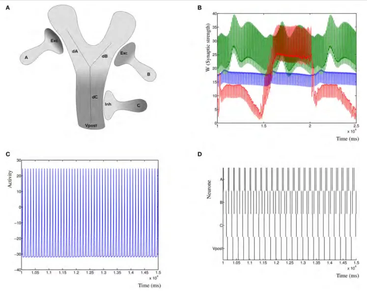 FIGURE 7 | Synaptic competition at the dendrite. (A) Three simulated synapses compete to activate the postsynaptic neuron