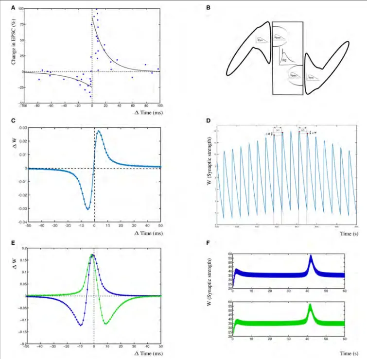 FIGURE 2 | Results from the dynHebb model. (A) STDP in hippocampal experiments demonstrating the standard STDP form (revisualized in blue, after Bi and Poo, 1998)