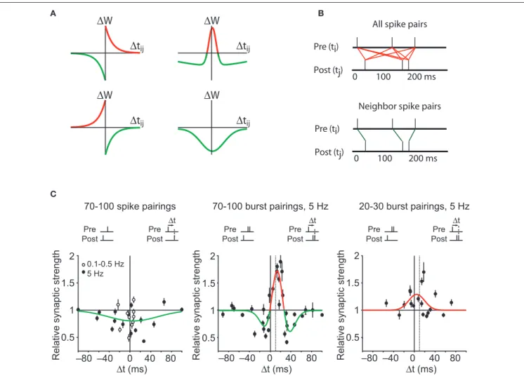 Figure 2 | Spike timing dependent plasticity as the first law of synaptic  plasticity