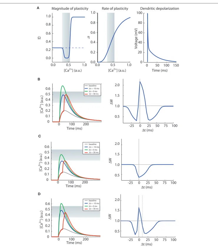 Figure 3 | The CaDP model can account for various forms of spike timing  dependent plasticity