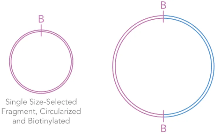 Figure 10 Normal DNA Fragment vs. Chimera