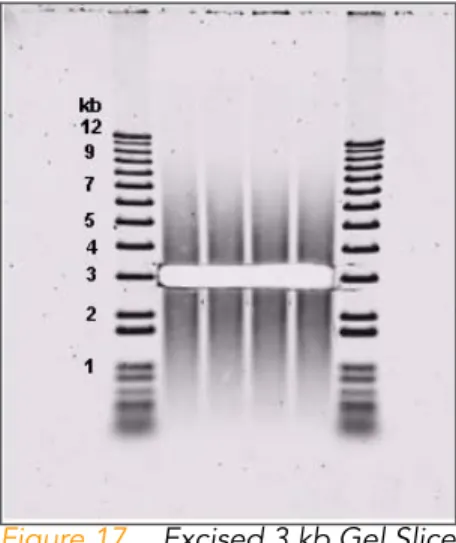 Figure 17 shows a 0.6% agarose gel containing nebulized and biotiny- biotiny-lated genomic DNA in the 2–5 kb size range, with a gel slice excised at  approximately 3 kb.