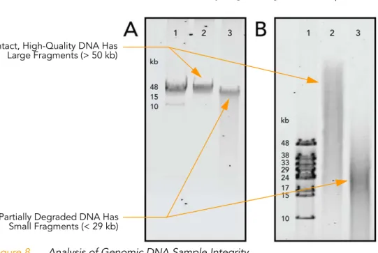 Figure 8 shows agarose gel analysis of two genomic DNA samples. 