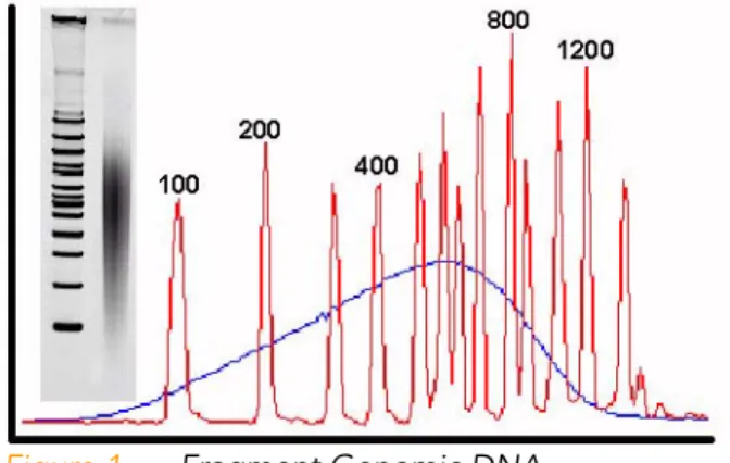 Figure 1 Fragment Genomic DNA