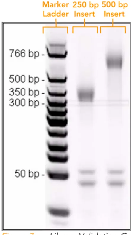 Figure 7 Library Validation Gel